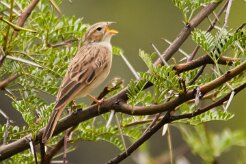 Bruant_des_rochers_01-2 null