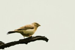 Bruant_des_rochers_02-2 null