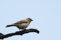 Lark-like bunting (Bruant des rochers) Daan Viljoen Game Park - Windhoek