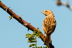 Lark-like Bunting-(Bruant des rochers)_737A2816-2 null