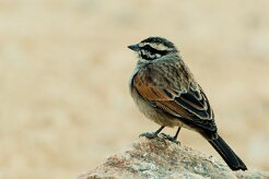 Cape Bunting (Bruant du Cap)_737A2208-2 null