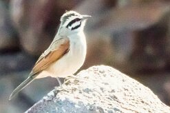 Cape Bunting (Emberiza capensis)-737A9318-2 null
