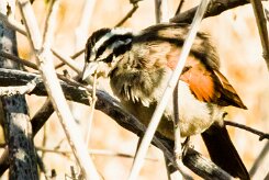 Cape Bunting (Emberiza capensis)-737A9322-2 null