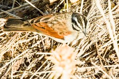 Cape Bunting (Emberiza capensis)-737A9326-2 null