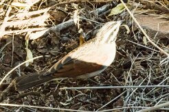 Cape Bunting (Emberiza capensis)-737A9328-2 null