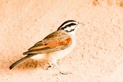 Cape Bunting-(Bruant du Cap)_737A4629 null