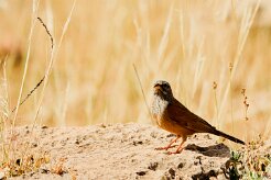 bruant_striole_sahari_06-2 null
