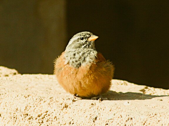Bruant striole