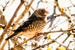 Red-headed Finch (Amadine à tête rouge)-737A9295 null