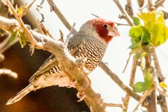 Red-headed Finch (Amadine à tête rouge)-737A9297 null