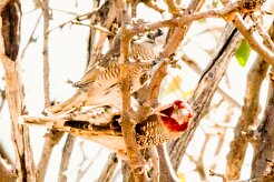 Red-headed Finch (Amadine à tête rouge)-737A9299-2 null