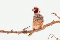 Red-headed Finch (Amadine à tête rouge)-737A9300 null