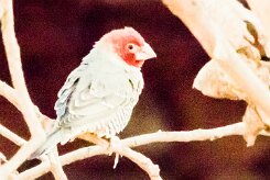 Red-headed Finch (Amadine à tête rouge)-737A9374 null