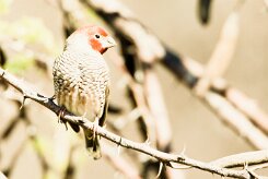 Red-headed Finch (Amadine à tête rouge)_737A1779-2 null