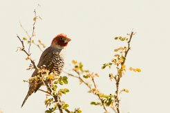 Red-headed Finch (Amadine à tête rouge)_737A1917-2 null