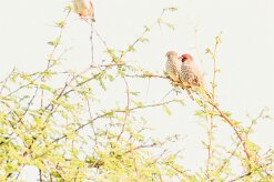Red-headed Finch-(Amadine à tête rouge)_737A5230 null