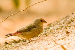 Red-billed Firefinch (Amarante du Sénégal)_737A9262-2 null