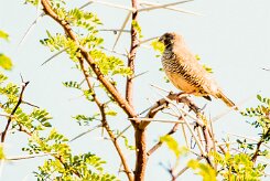 African Quail-Finch (Astrild-caille à lunettes)-737A0155-2 null
