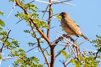 African Quail-Finch (Astrild-caille à lunettes) Otjiwarongo - Namibie