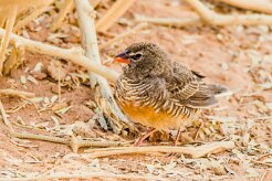 African quailfinch (Astrild-caille à lunettes)-737A8673-2 null