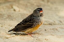 African quailfinch (Astrild-caille à lunettes)-737A8683-2 null