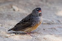 African quailfinch (Astrild-caille à lunettes) Sossusvlei (Namibie)