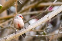 Common Waxbill (Astrild ondulé) Common Waxbill (Astrild ondulé)