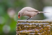 Common waxbill (Astrild ondulé) Swakopmund