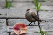 Common waxbill (Astrild ondulé) Swakopmund