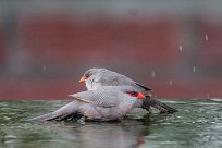 Common waxbill (Astrild ondulé) Swakopmund