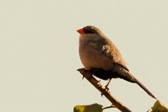 Common Waxbill-(Astrild ondulé)_737A2510-2 null