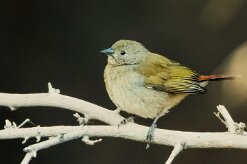 Green-winged Pytilia (Beaumarquet melba)_737A2651-2 null