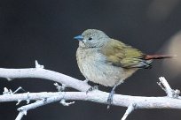 Green-winged Pytilia (Beaumarquet melba) Spitzkopje