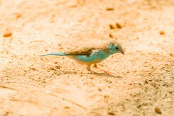 Blue Waxbill (Cordonbleu de l'Angola)_737A9270 null