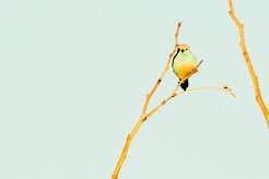 Blue waxbill (Cordonbleu d'Angola)-737A0337-2 null