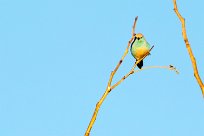 Blue waxbill (Cordonbleu d'Angola) Otjiwarongo - Namibie