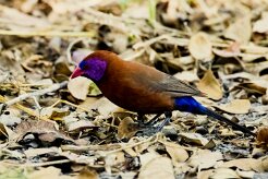 Violet-eared Waxbill (Cordonbleu grenadin)_7D2_0295 null