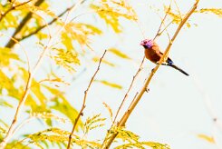 Violet-eared waxbill (Cordonbleu grenadin)-737A0074-2 null