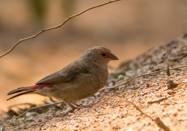 Amarante du Sénégal