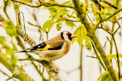 Chardonneret élégant_x737A2148-2 null