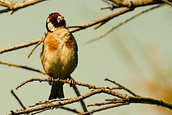 chardonneret_elegant_04-2 null