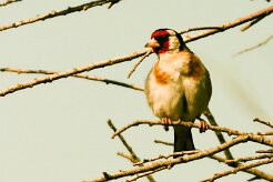chardonneret_elegant_06-2 null
