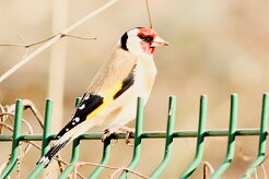 chardonneret_elegant_07-2 null