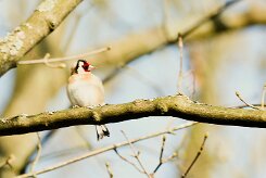 chardonneret_elegant_08-2 null