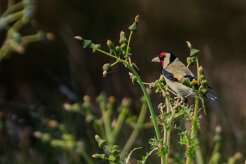 chardonneret_elegant_09-2 null