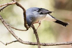pinson_bleu_05-2 null
