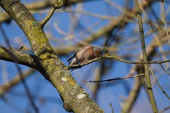 Pinson des arbres_737A6776 null