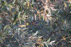 Pinson des arbres_737A6849-2 null
