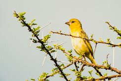 Serin_de_Sainte-Hélène_02-2 null