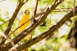Serin_de_Sainte-Hélène_03-2 null